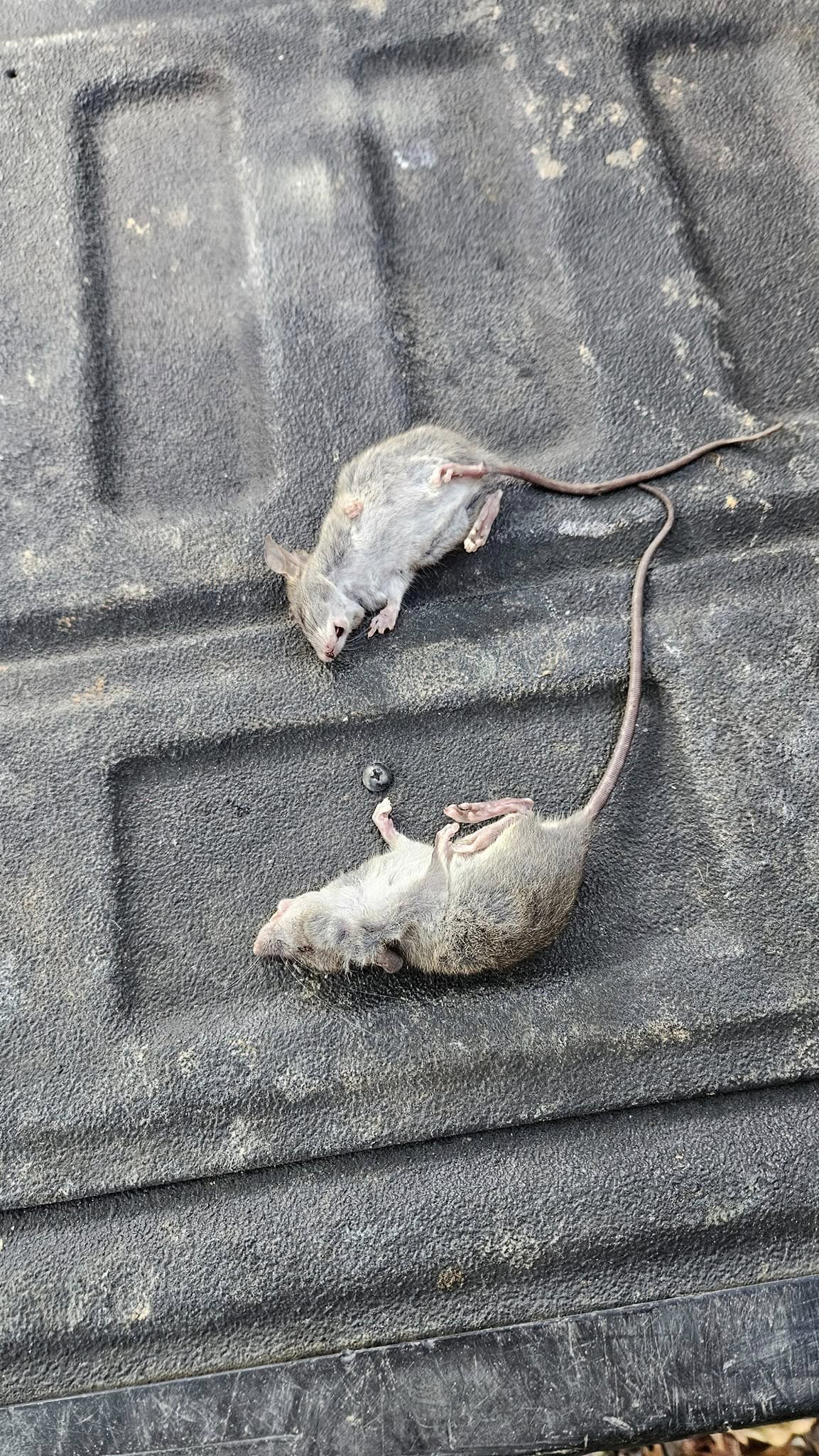 Lone Star Wildlife Solutions technician with captured rat after successful removal from residential property