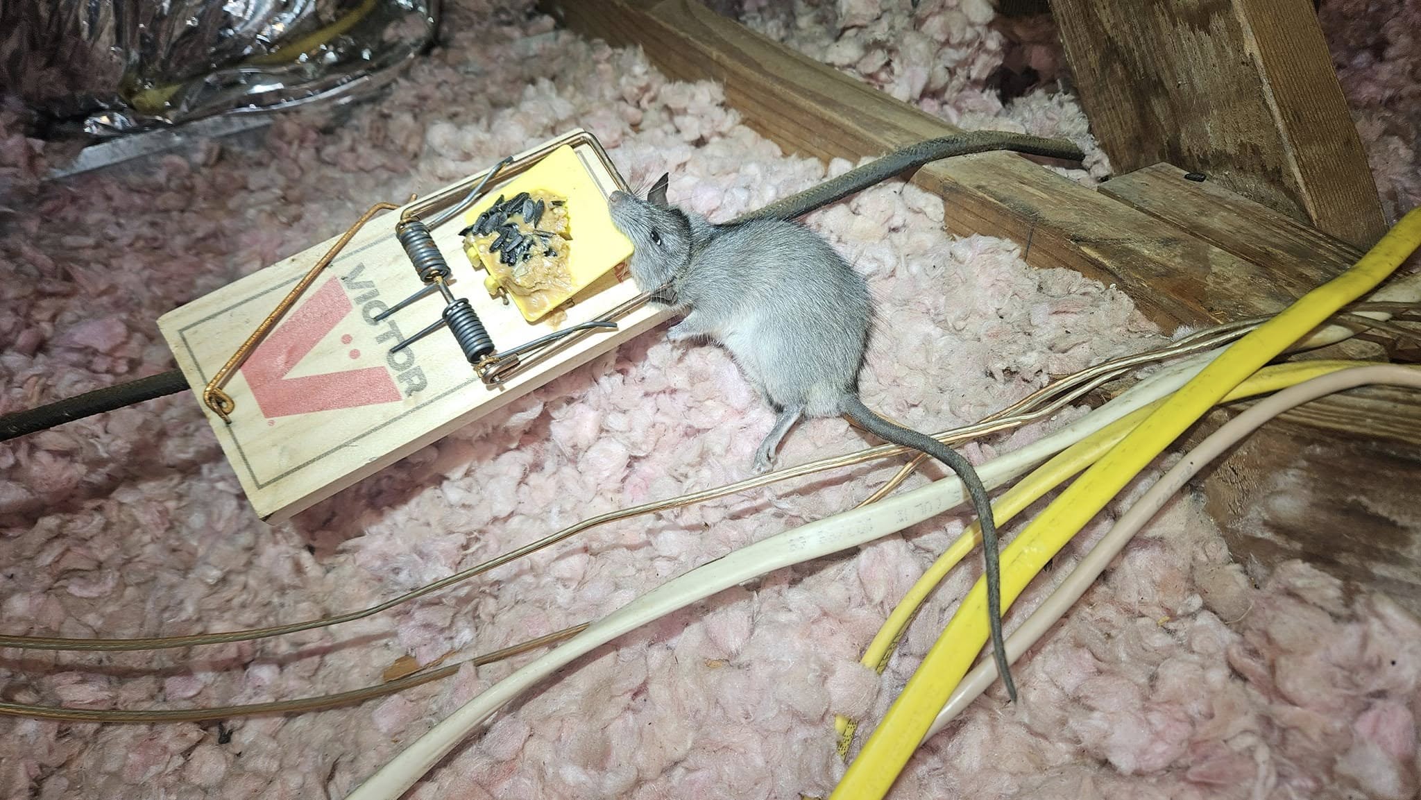 Lone Star Wildlife Solutions technician with captured rat after successful removal from residential property
