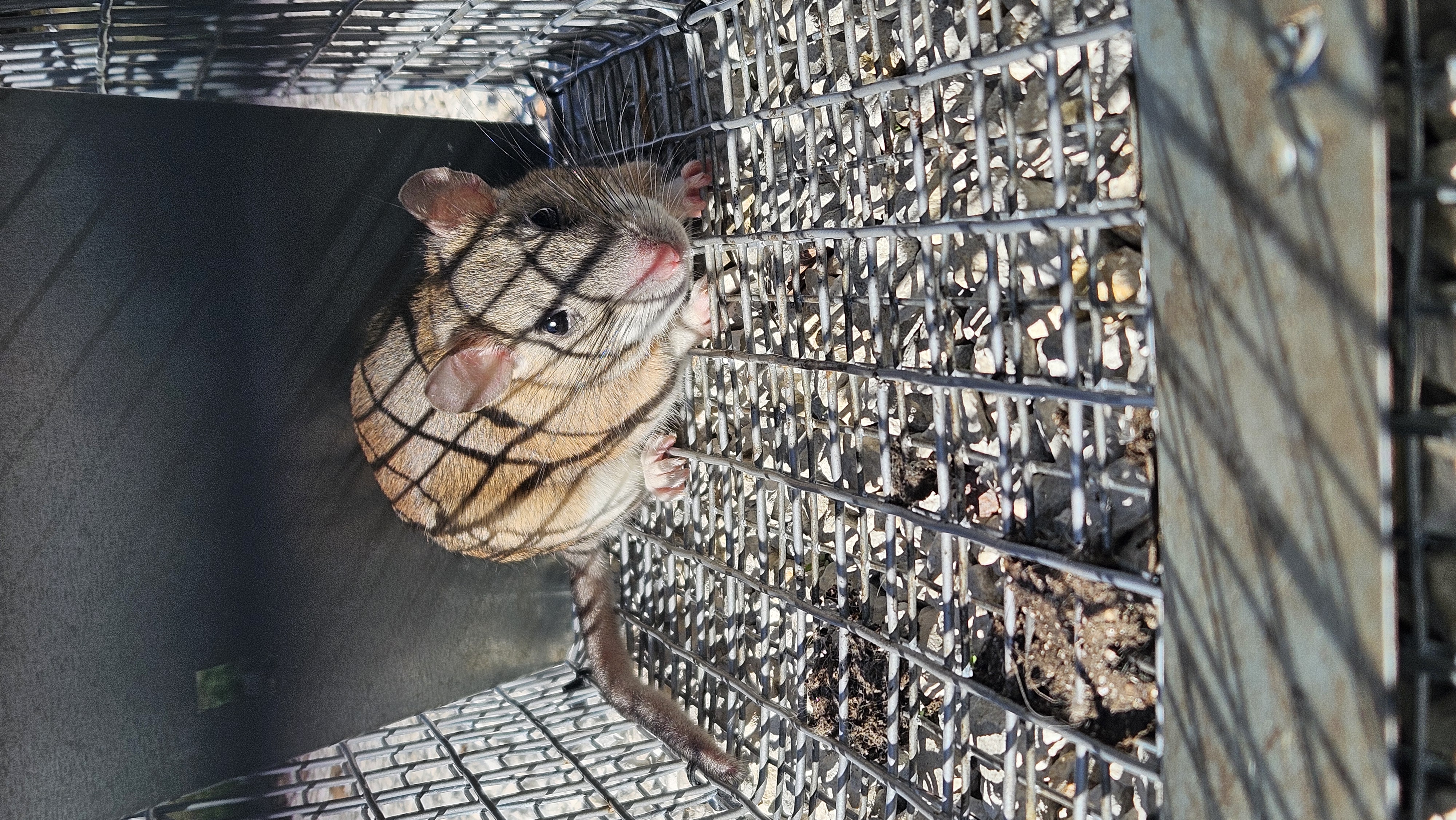 Lone Star Wildlife Solutions technician with captured rat after successful removal from residential property