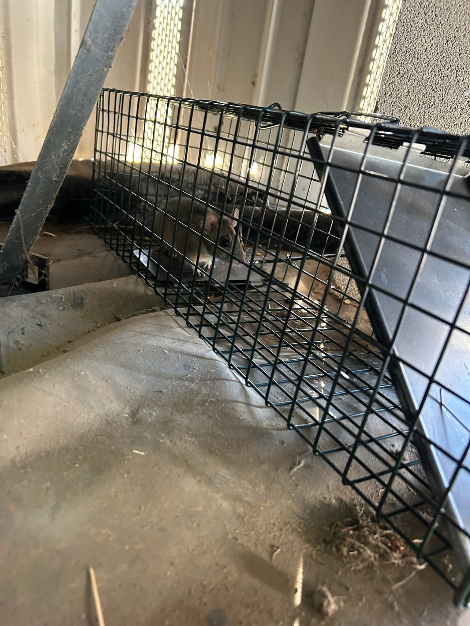 Lone Star Wildlife Solutions technician with captured rat after successful removal from residential property