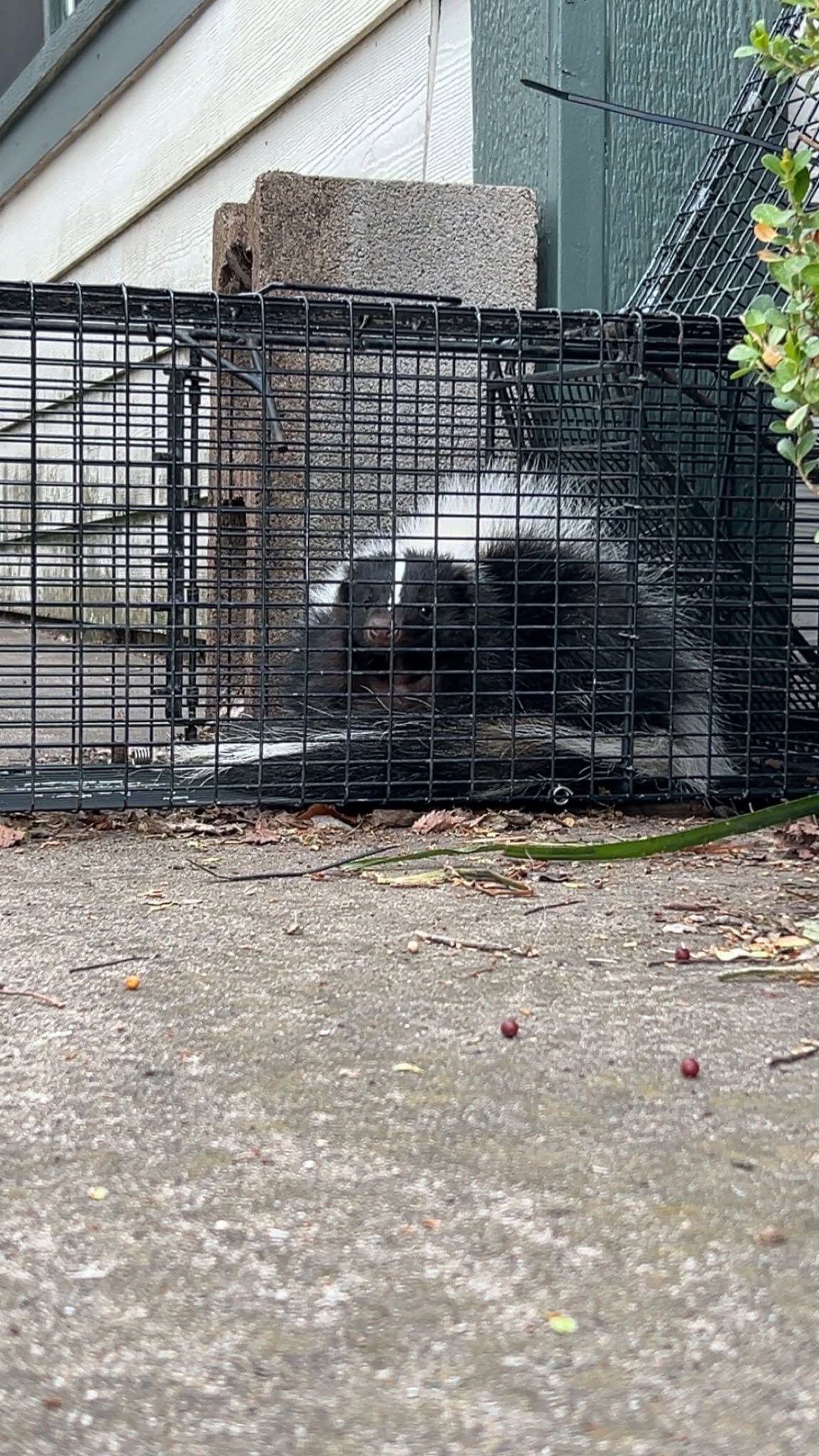 Lone Star Wildlife Solutions technician with captured skunk after successful removal from residential property