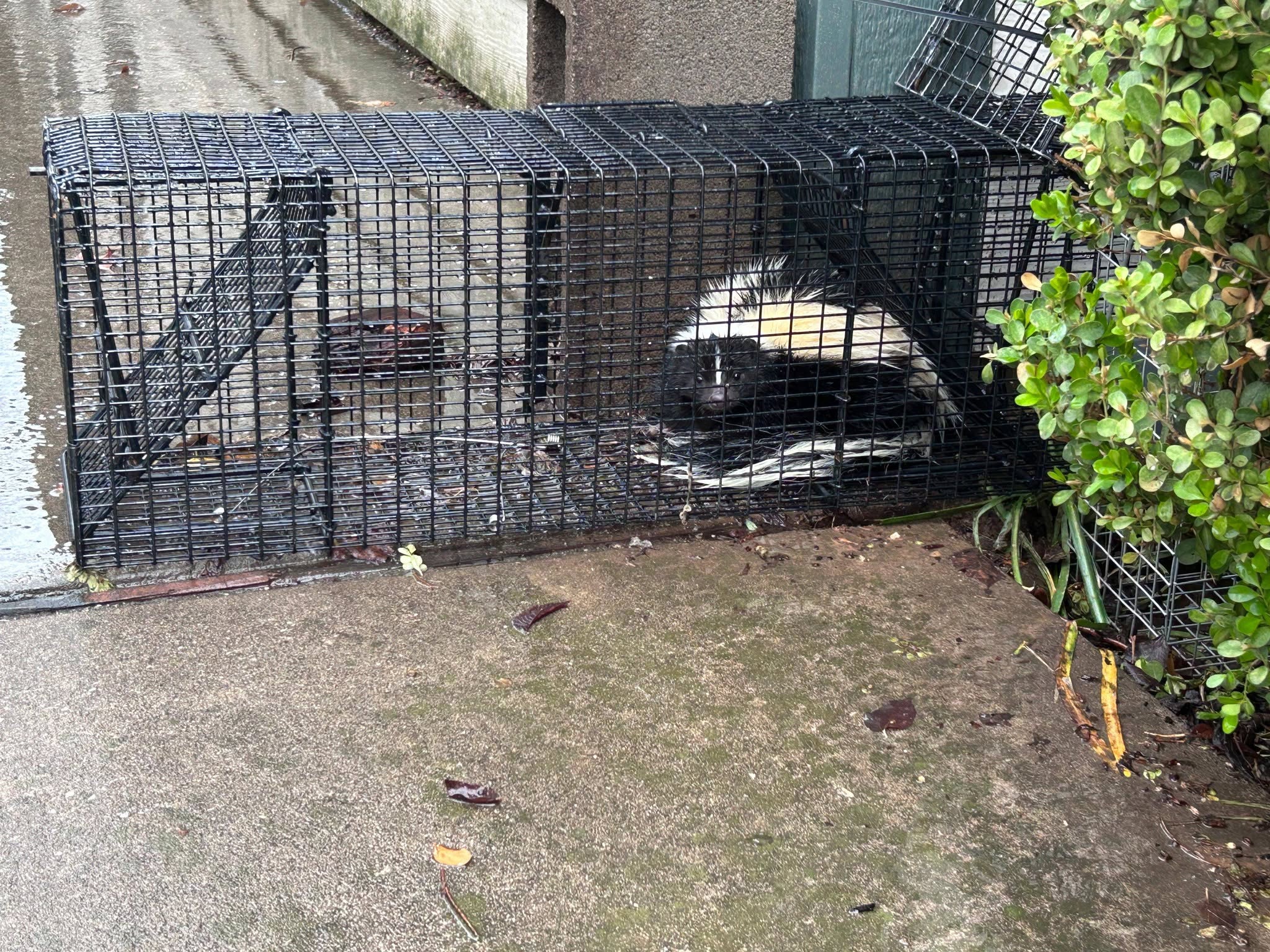 Lone Star Wildlife Solutions technician with captured skunk after successful removal from residential property