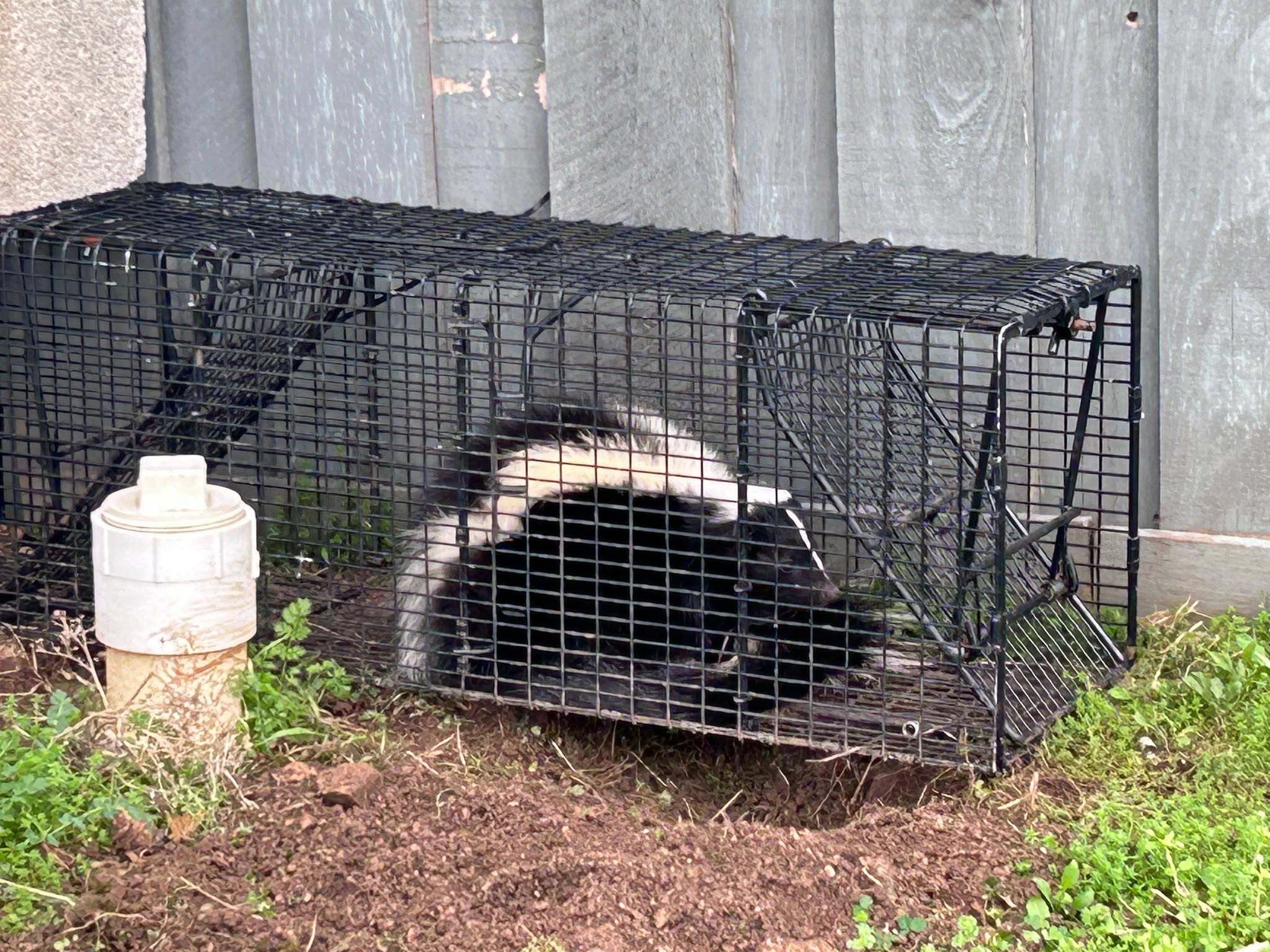 Lone Star Wildlife Solutions technician with captured skunk after successful removal from residential property