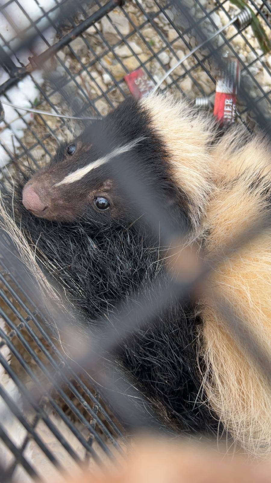 Lone Star Wildlife Solutions technician with captured skunk after successful removal from residential property