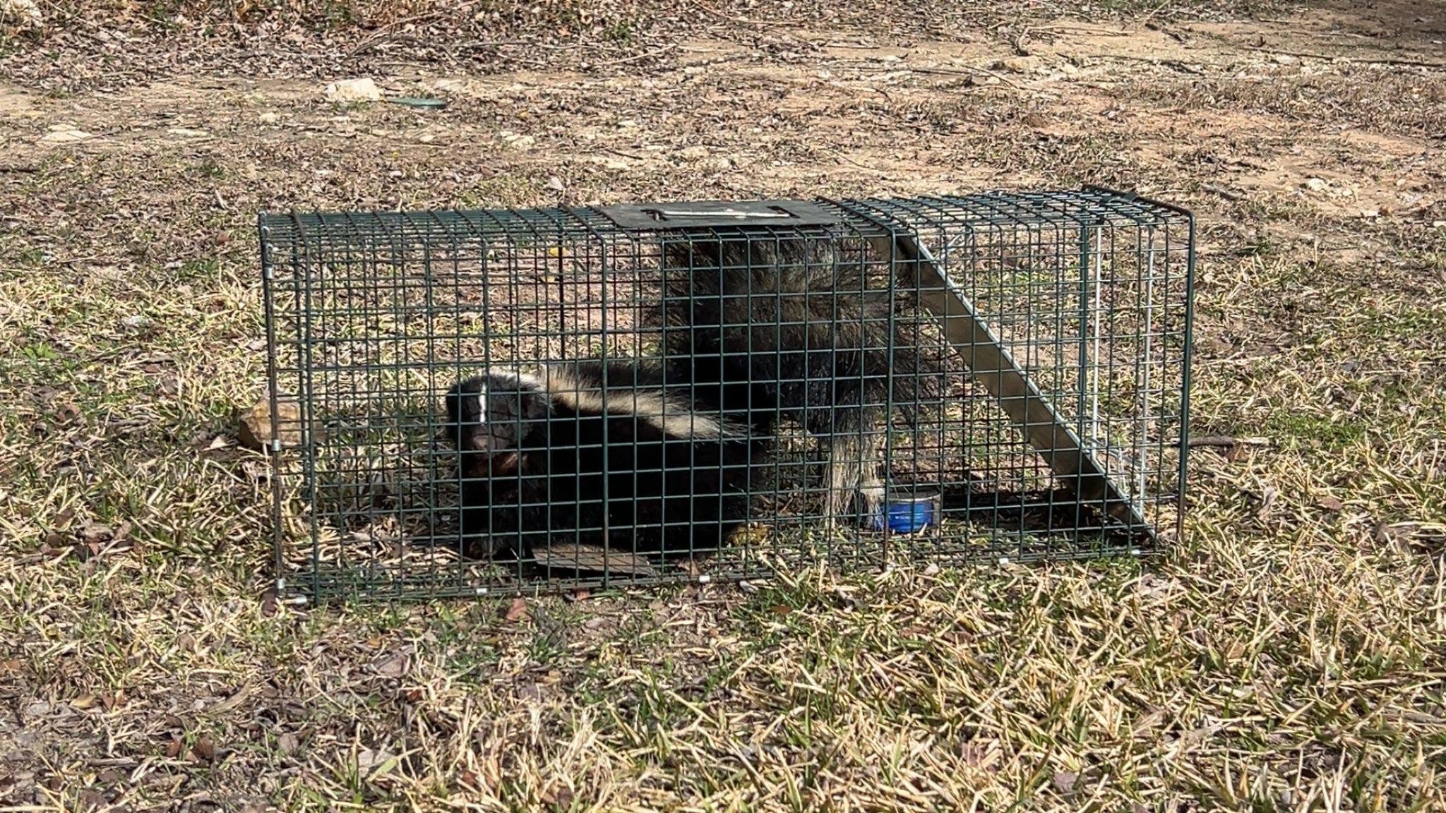 Lone Star Wildlife Solutions technician with captured skunk after successful removal from residential property