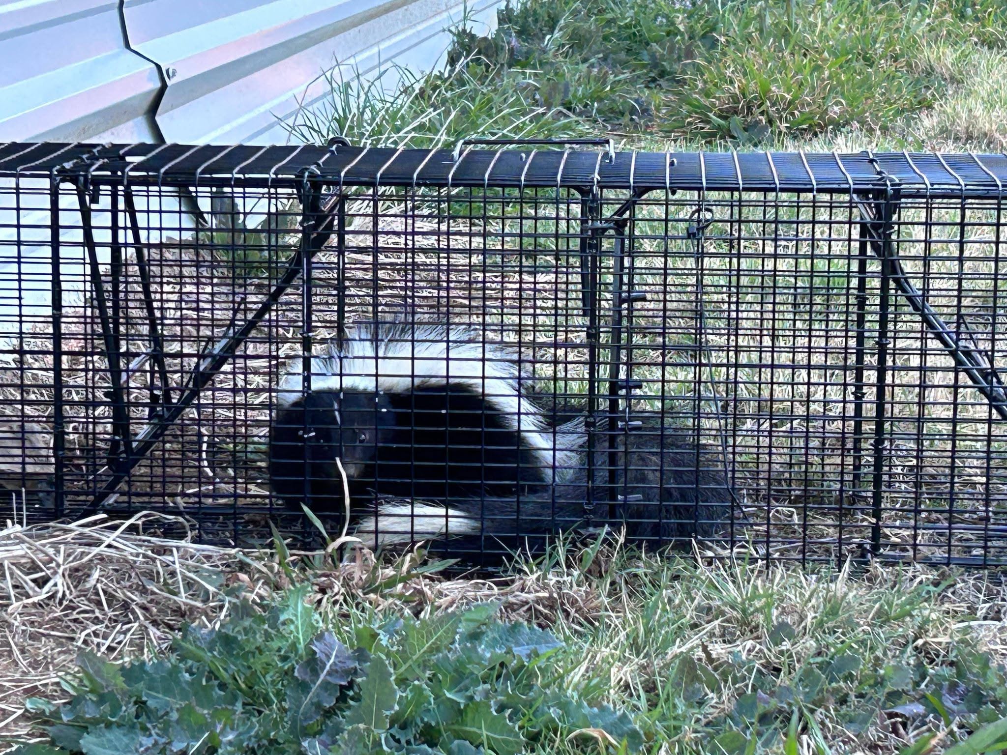Lone Star Wildlife Solutions technician with captured skunk after successful removal from residential property
