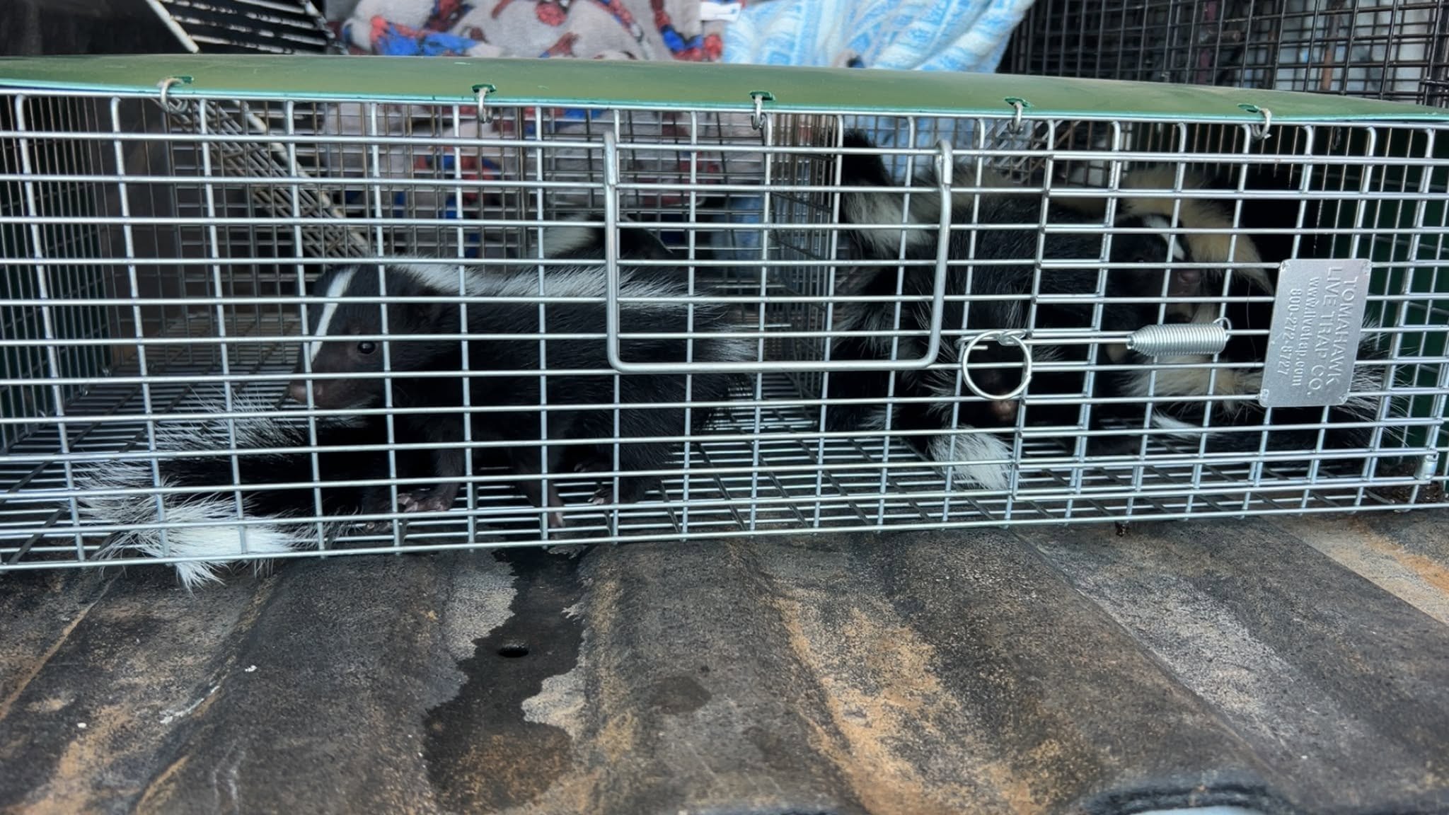 Lone Star Wildlife Solutions technician with captured skunk after successful removal from residential property