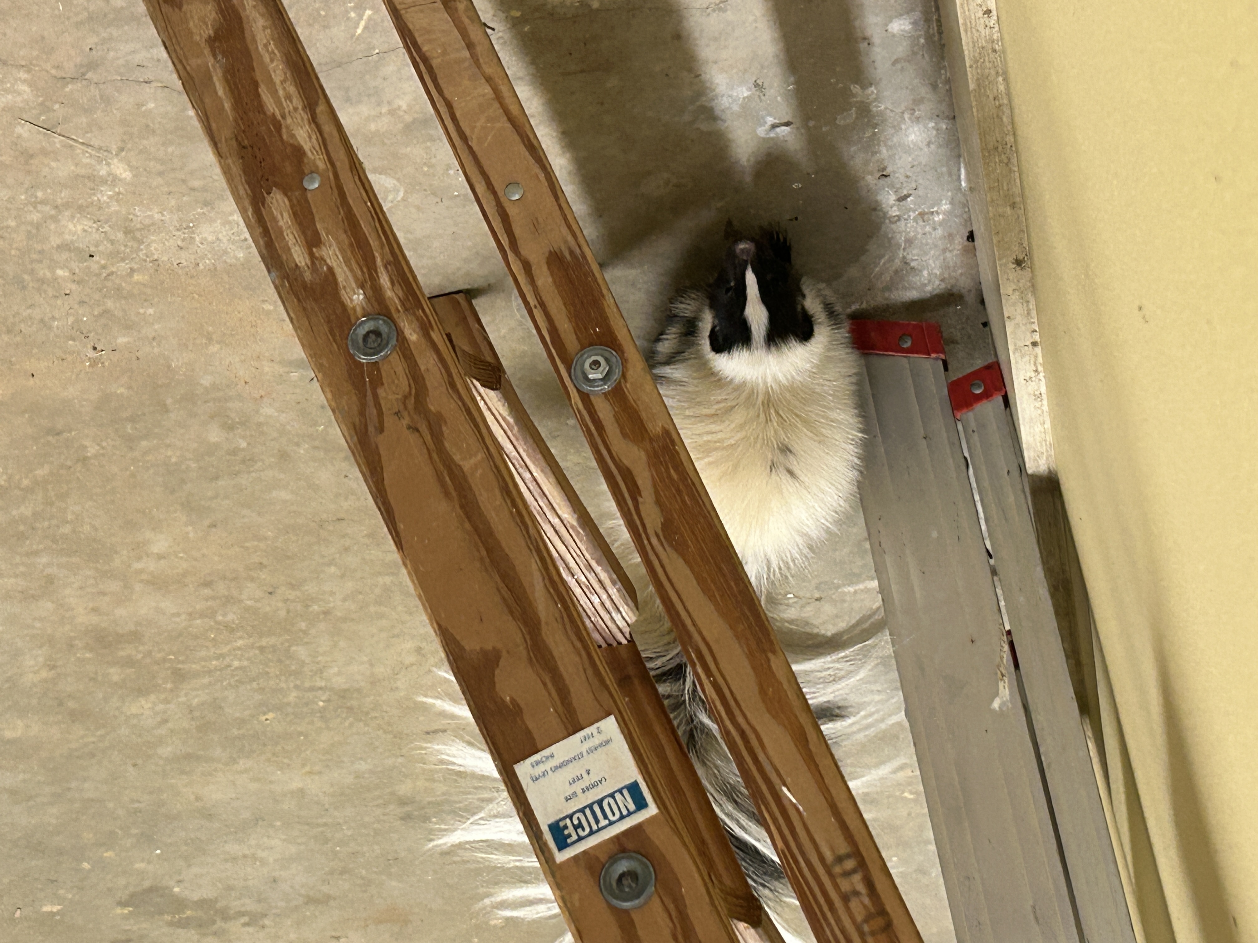 Lone Star Wildlife Solutions technician with captured skunk after successful removal from residential property
