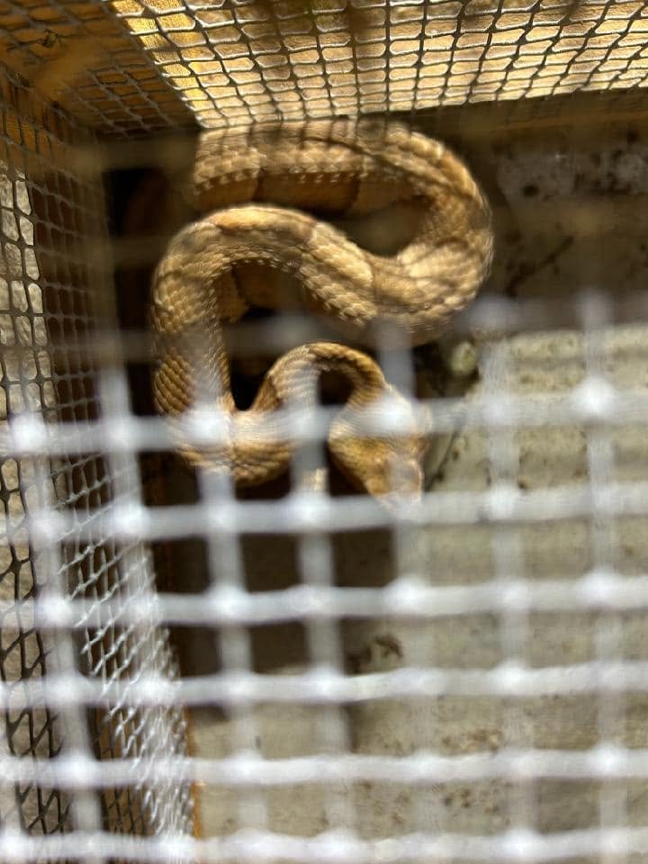 Lone Star Wildlife Solutions technician with captured snake after successful removal from residential property
