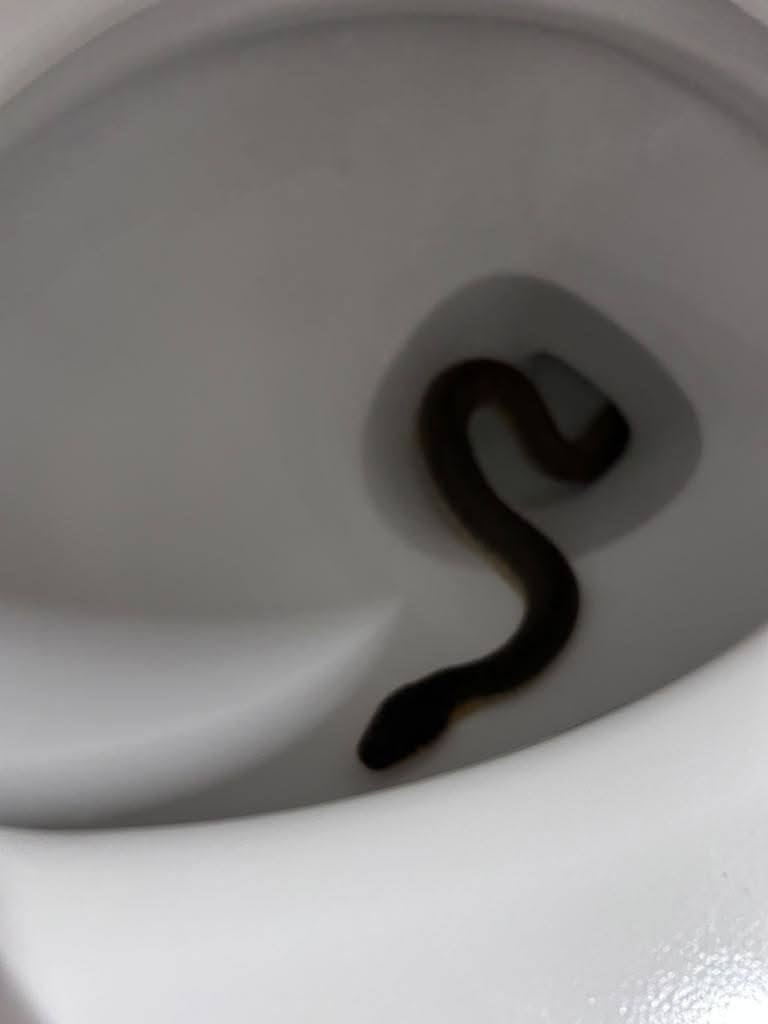 Lone Star Wildlife Solutions technician with captured snake after successful removal from residential property
