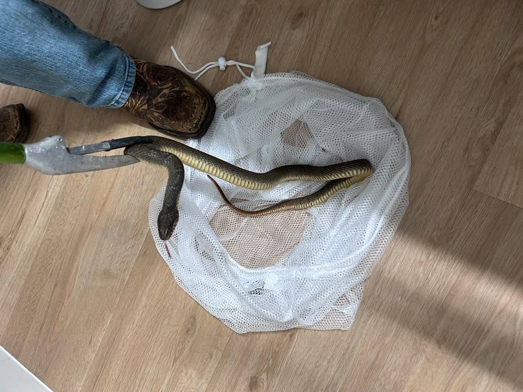 Lone Star Wildlife Solutions technician with captured snake after successful removal from residential property
