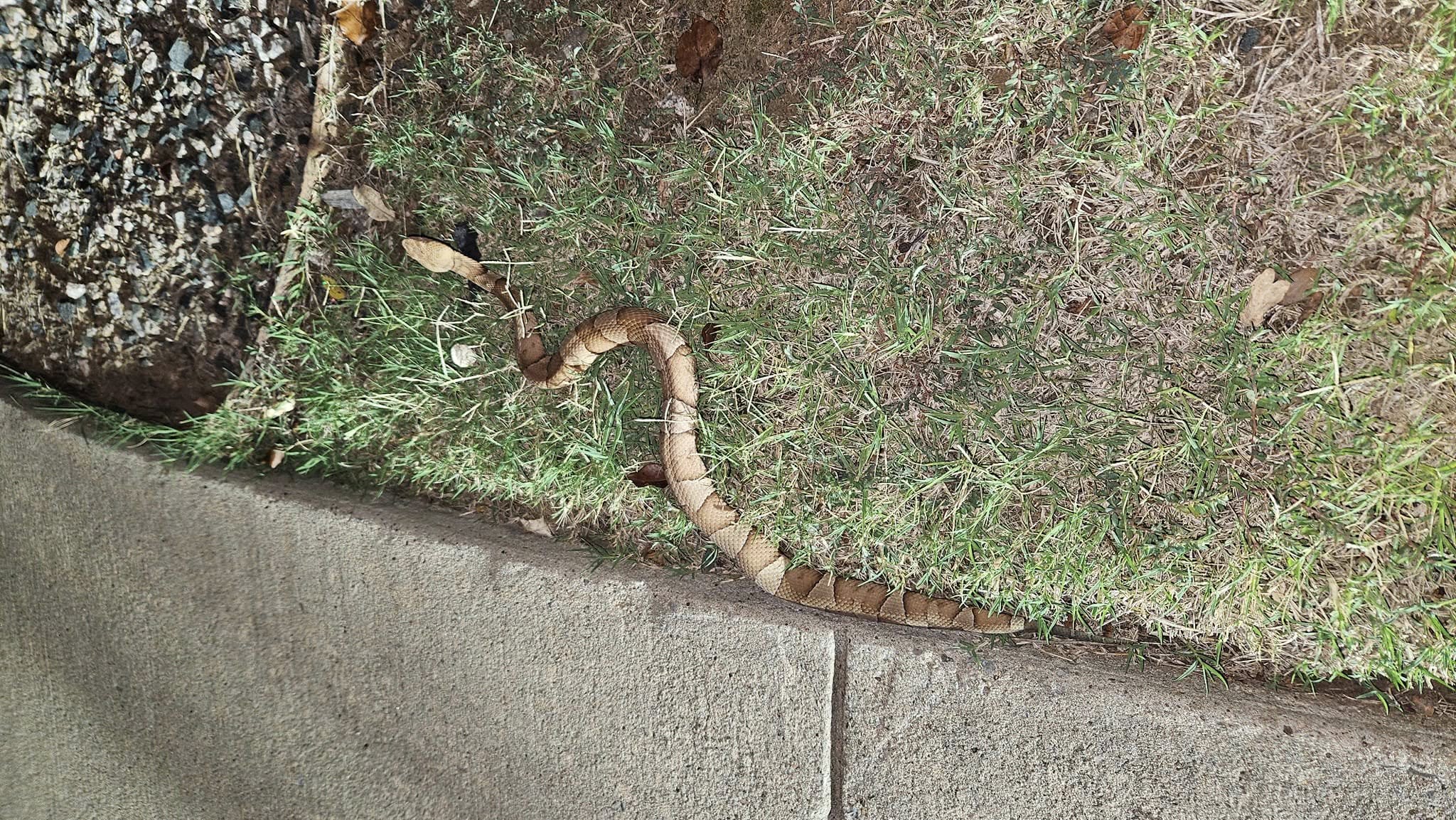 Lone Star Wildlife Solutions technician with captured snake after successful removal from residential property