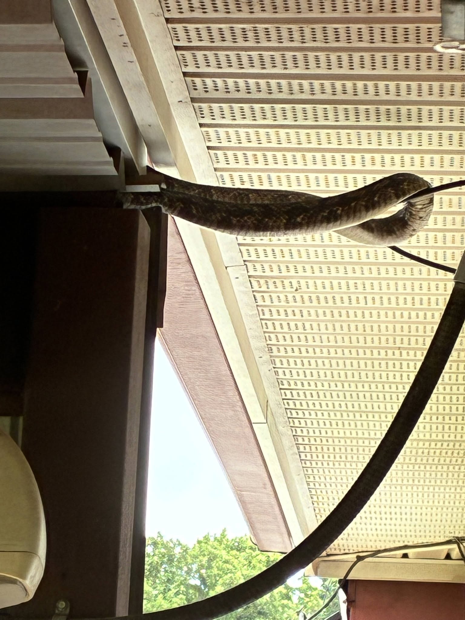 Lone Star Wildlife Solutions technician with captured snake after successful removal from residential property