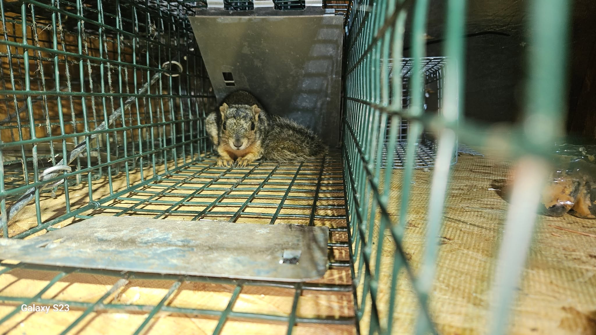 Lone Star Wildlife Solutions technician with captured squirrel after successful removal from residential property