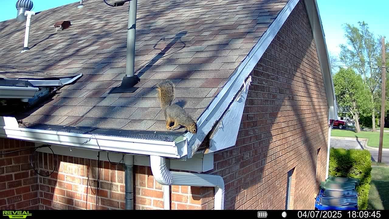 Lone Star Wildlife Solutions technician with captured squirrel after successful removal from residential property