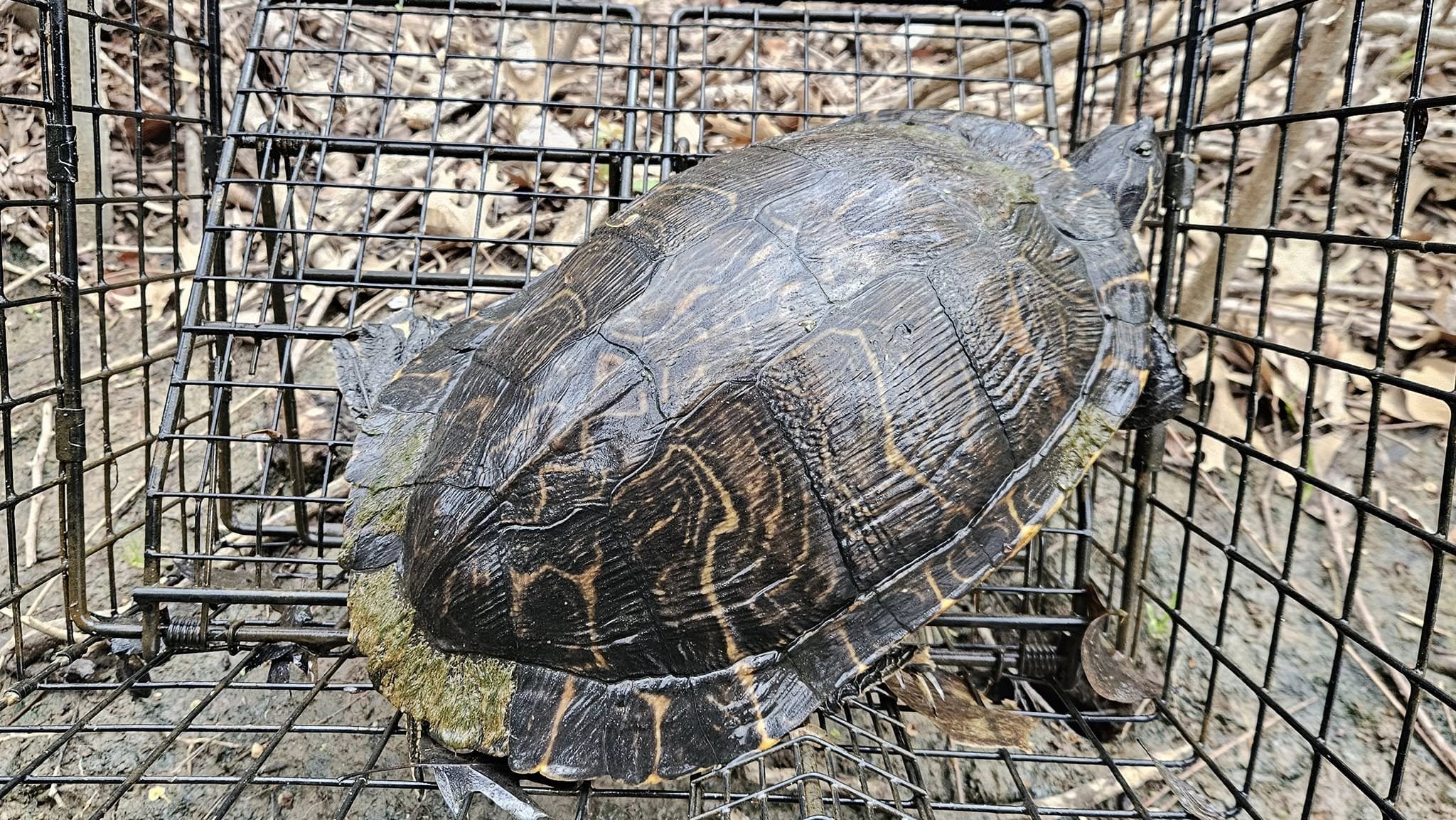 Lone Star Wildlife Solutions technician with captured turtle after successful removal from residential property