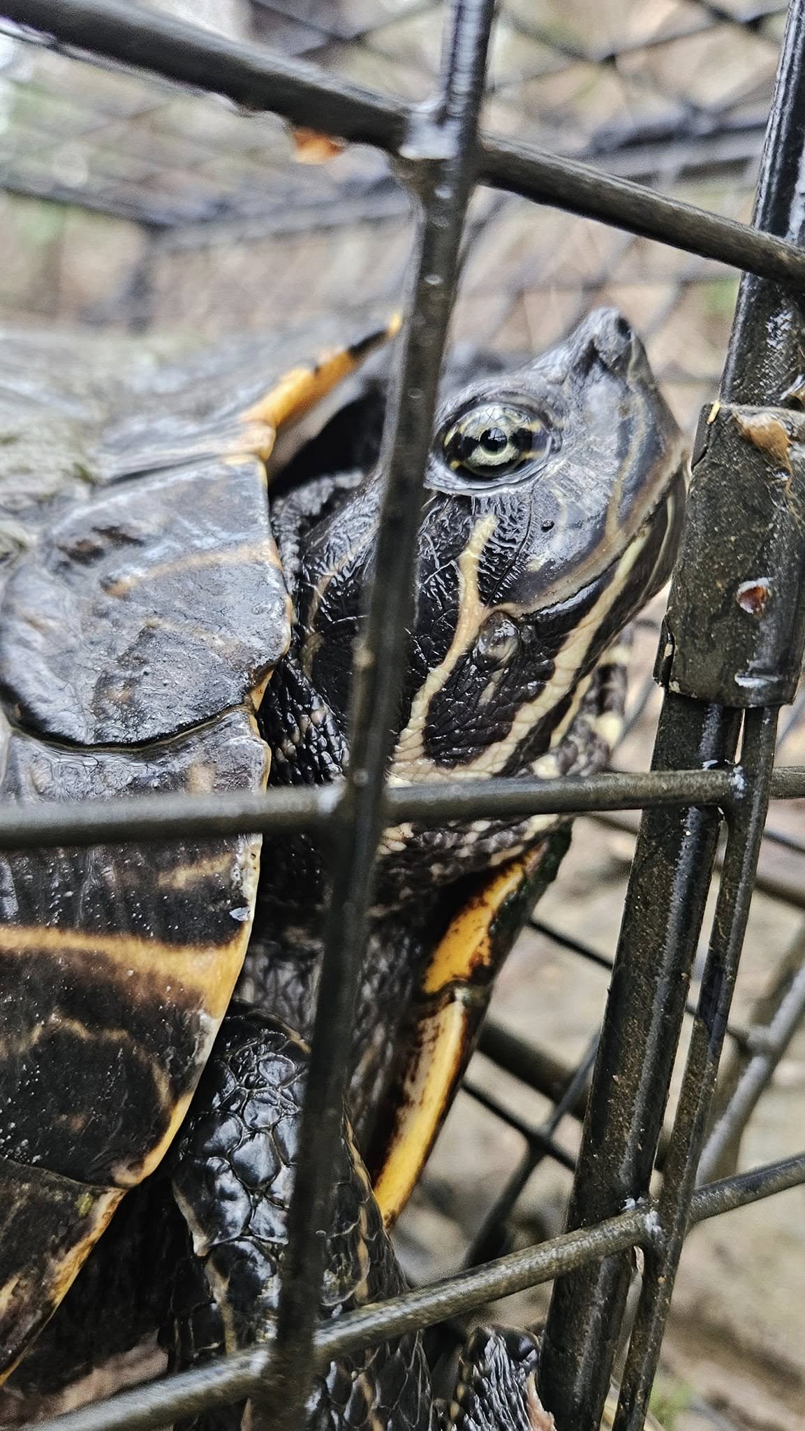 Lone Star Wildlife Solutions technician with captured turtle after successful removal from residential property
