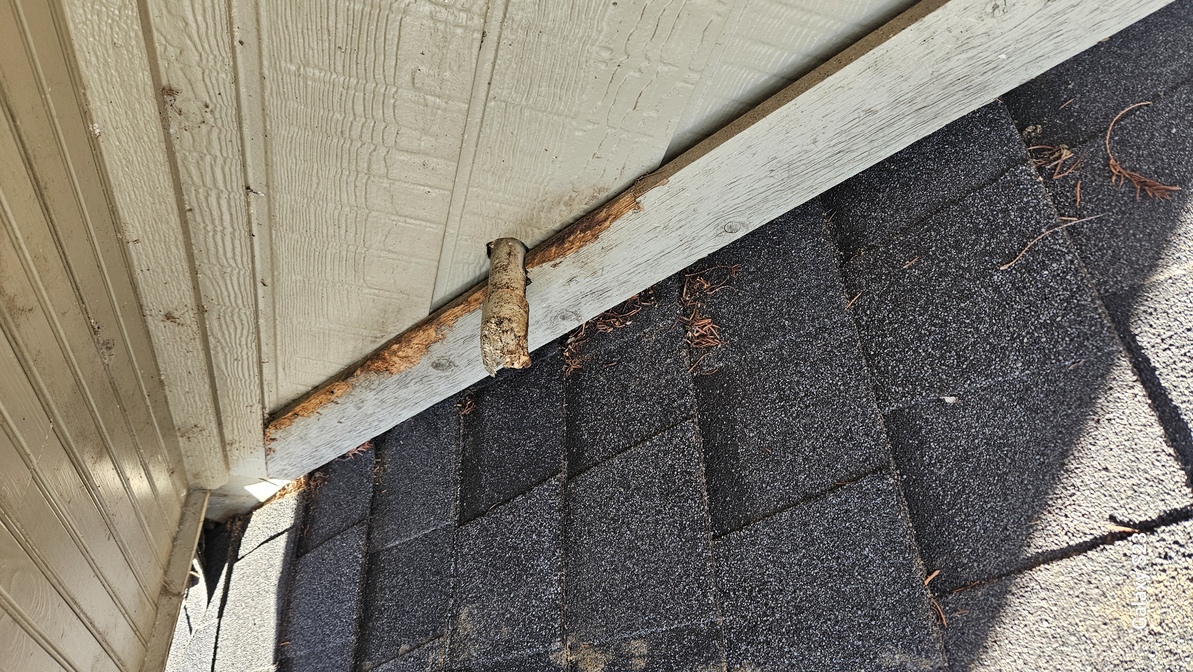 Lone Star Wildlife Solutions technician performing wildlife damage repair on residential property