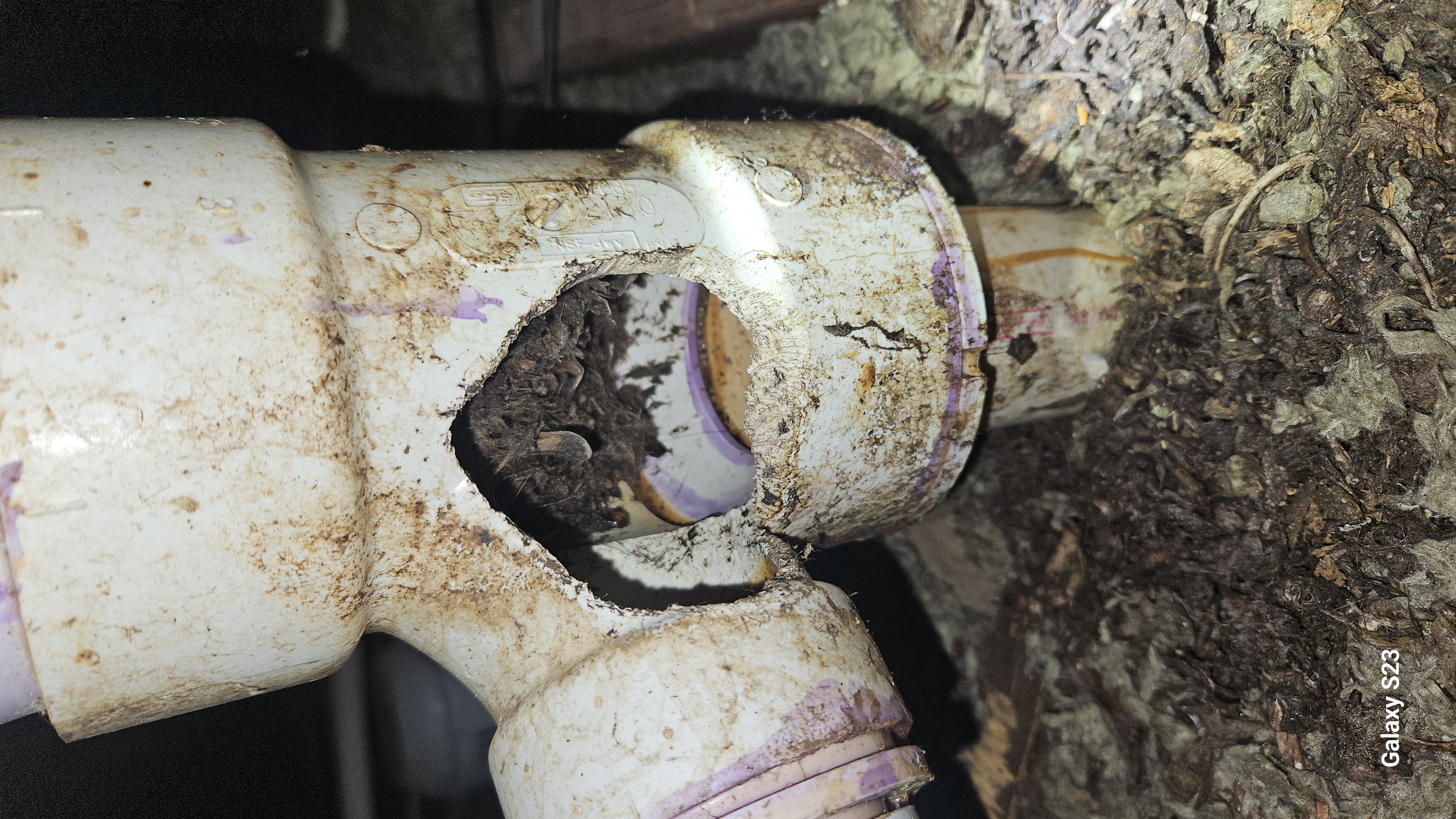 Lone Star Wildlife Solutions technician performing wildlife damage repair on residential property