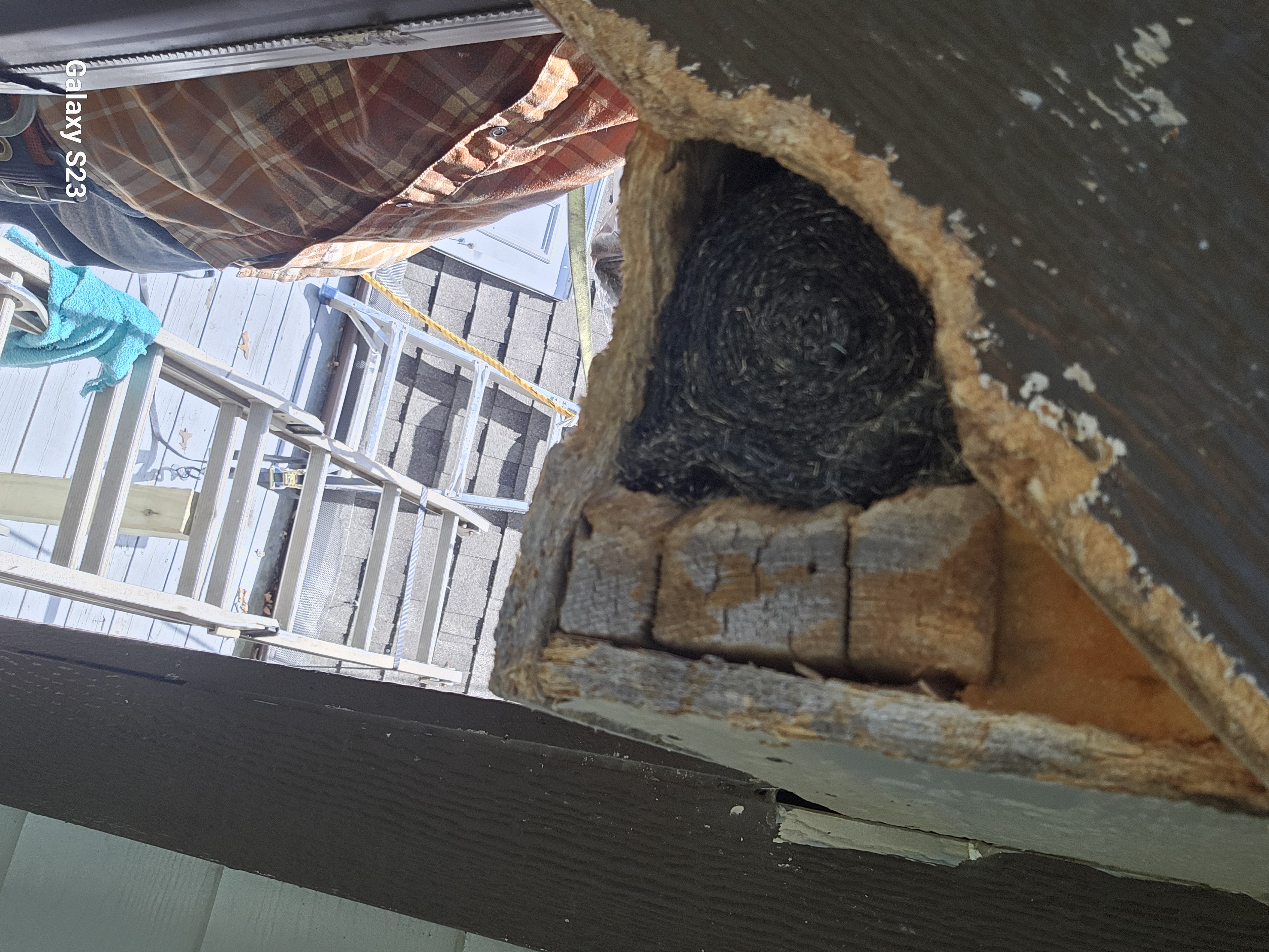 Lone Star Wildlife Solutions technician performing wildlife damage repair on residential property