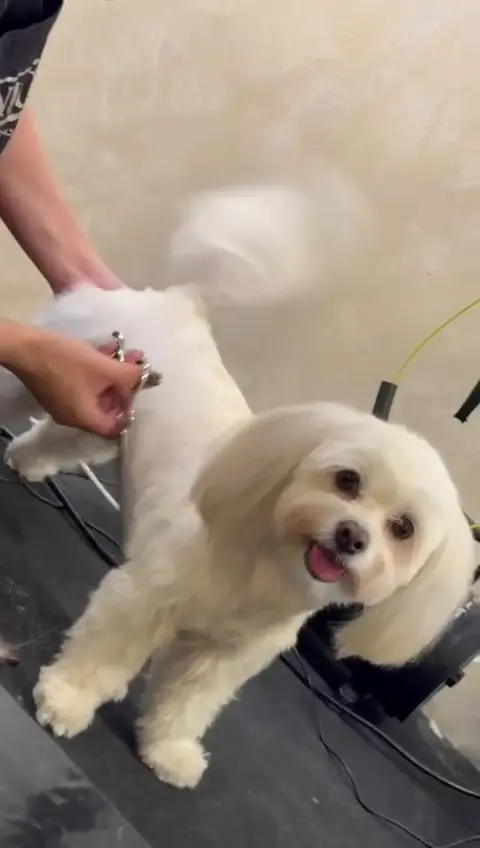 Bichon alb cu tunsoare rotundă, pe masa de grooming