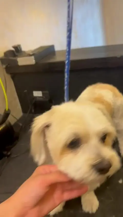 Bichon maltez după tuns, cu fața rotundă și ochii liberi