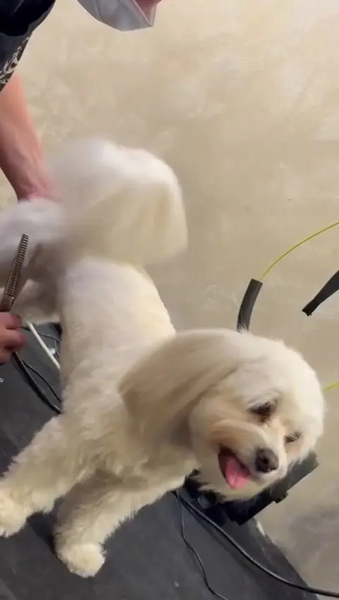 C&acirc;ine alb pufos după baie și uscat, pe masa de grooming