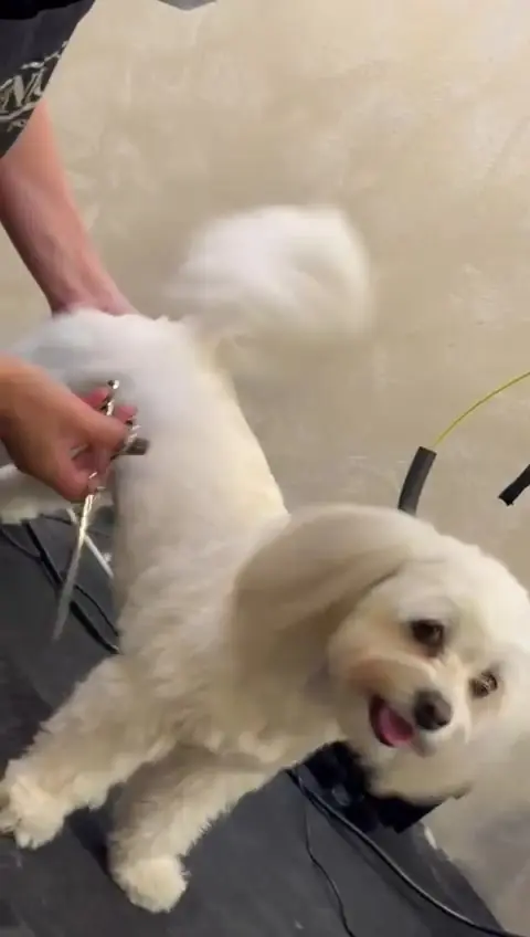 Bichon alb pufos pe masa de grooming