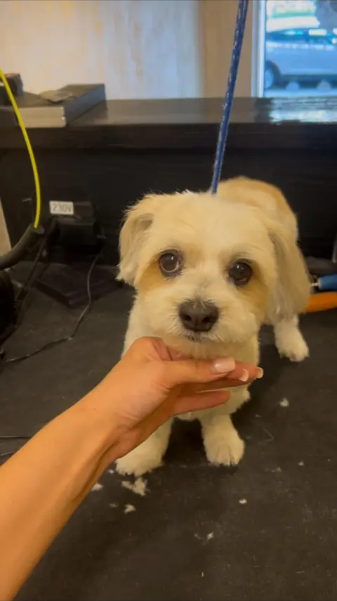 Același bichon maltez după grooming complet la Moft Canin, cu blana scurtă și fața conturată