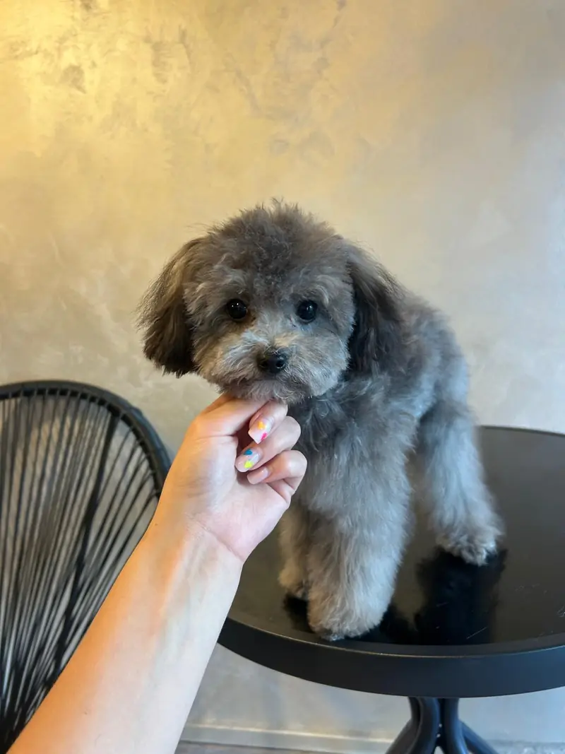 C&acirc;inele creț gri după tuns la Moft Canin, salon grooming &icirc;n București, cu fața rotundă și ochii liberi
