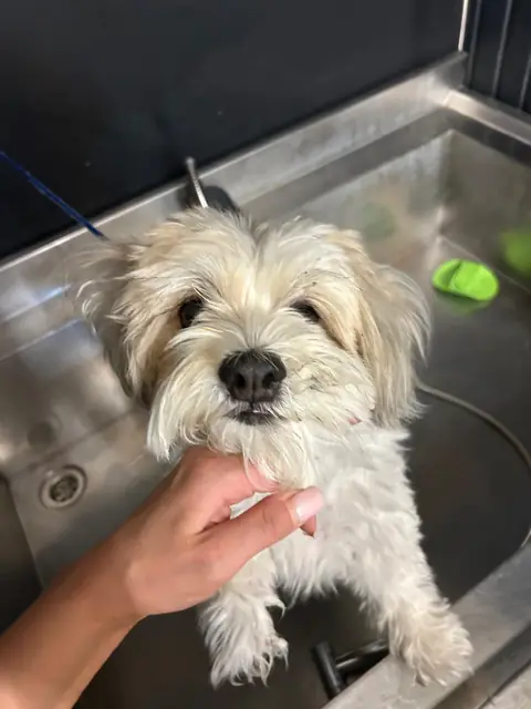 Bichon maltez metis înainte de grooming, cu blana lungă și ciufulită, în cada salonului