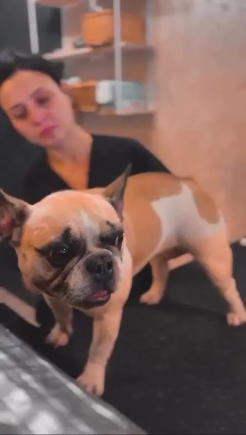 Natalia cu un bulldog francez în salonul Moft Canin