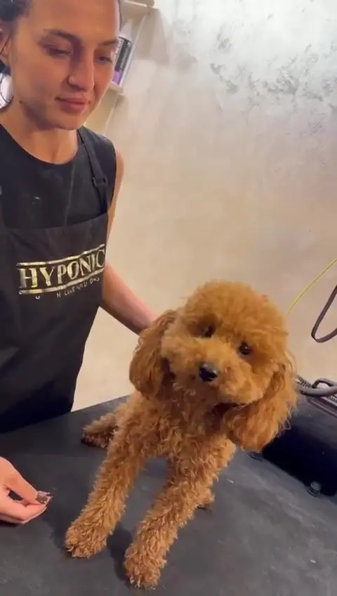 Natalia cu un pudel caramel pe masa de grooming