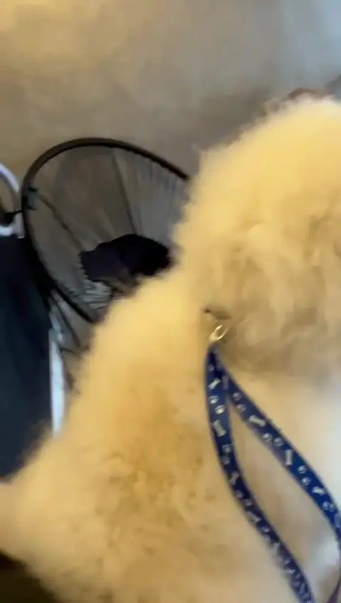 Periaj pe blana dublă a unui Pomeranian crem
