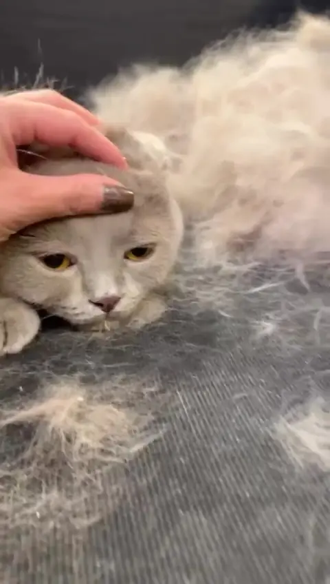 Pisică gri lângă subpărul scos la periaj în salonul de grooming din București