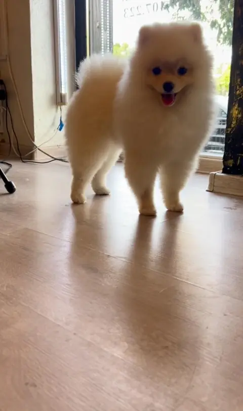 Pomeranian crem după grooming în salonul din Militari, cu blana dublă păstrată și formă rotundă