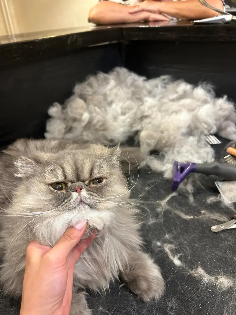 Pisică persană după descurcat noduri, cu blana scoasă lângă ea