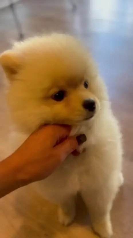 Pomeranian crem înainte de grooming, cu blana dublă neuniformă