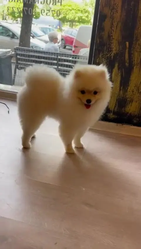 Pomeranian crem după grooming, &icirc;n picioare pe podeaua salonului