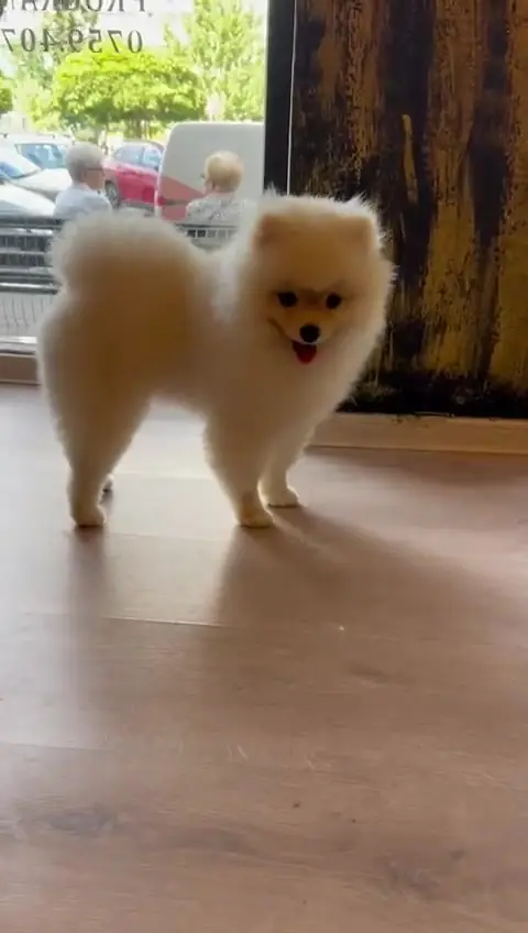Pomeranian crem pufos în salonul Moft Canin din Militari