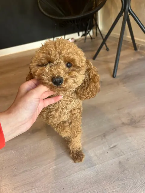 Pudel caramel cu tunsoare teddy după grooming complet