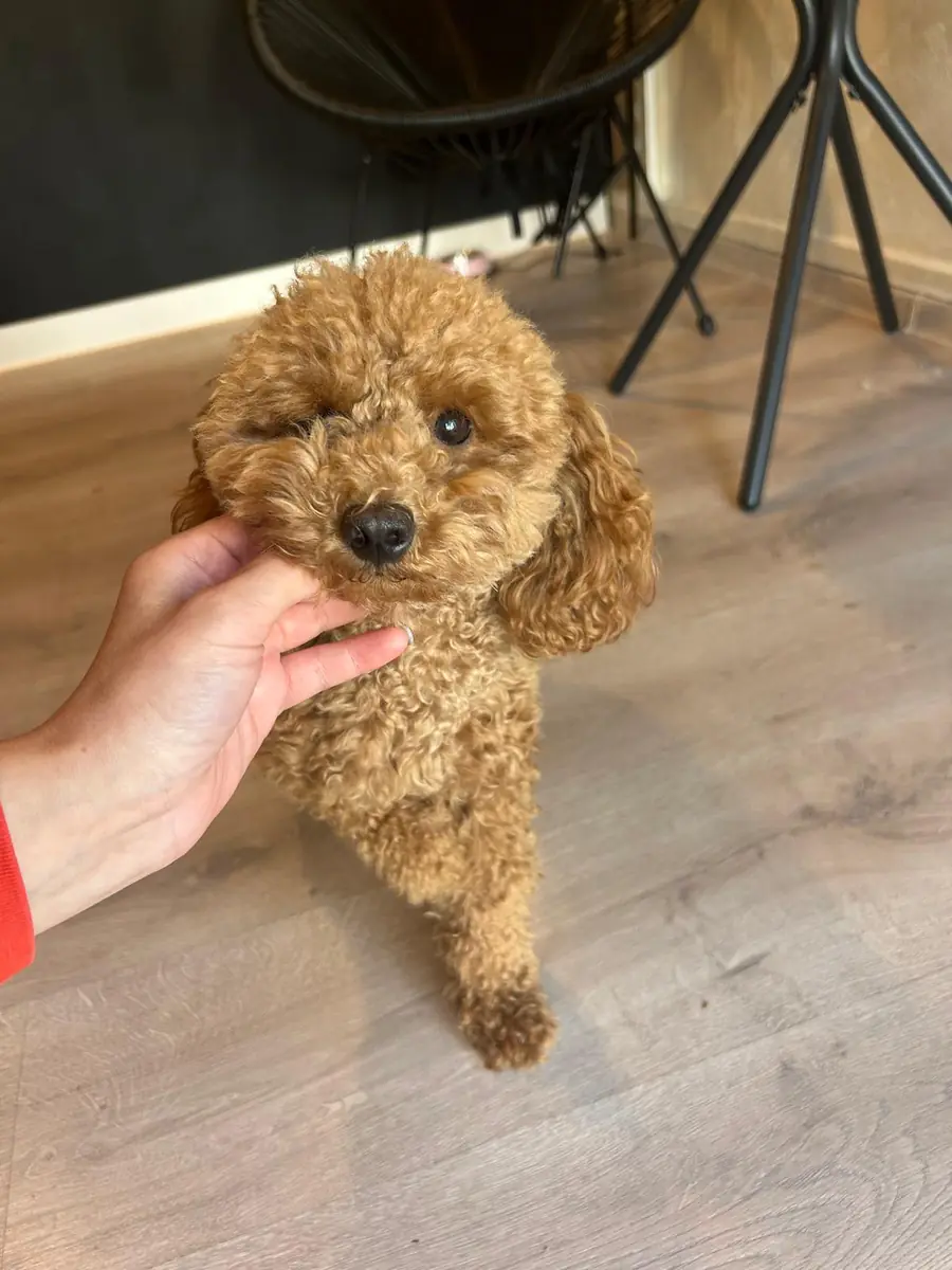 Pudel caramel cu tunsoare teddy după grooming complet