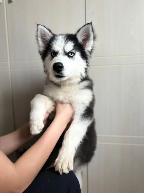 Pui de husky ținut în brațe în salonul de grooming
