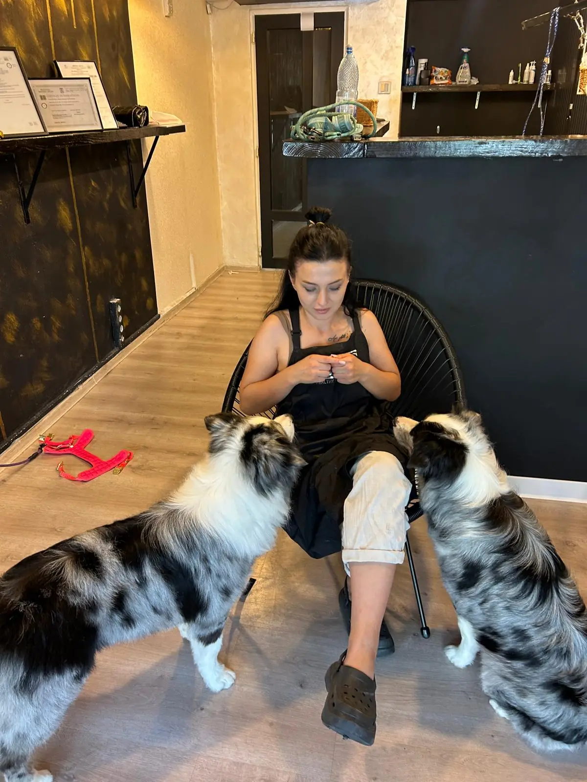 Natalia &icirc;n salonul Moft Canin de pe Bulevardul Iuliu Maniu 61, Sector 6, cu doi c&acirc;ini cu blană merle