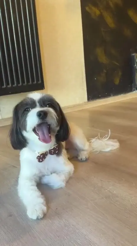 Câine alb cu negru de tip Shih Tzu după tuns, în salonul Moft Canin