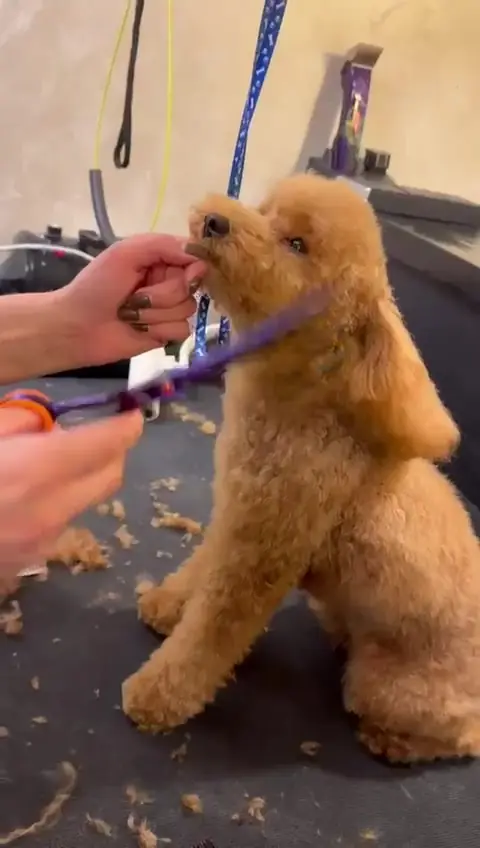 Tuns la foarfecă pentru un pudel caramel pe masa de grooming
