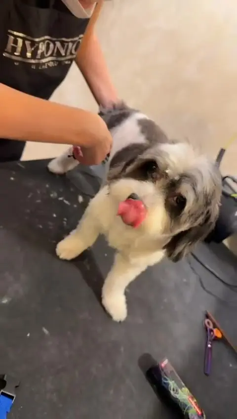C&acirc;ine de tip Shih Tzu pe masa de grooming, &icirc;n timpul tunsului