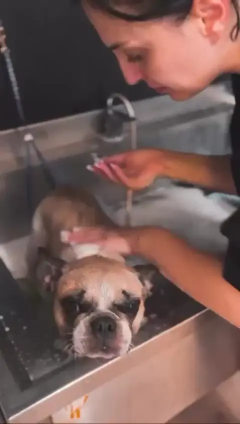 Bulldog francez la spălat în cada salonului de grooming din Sector 6