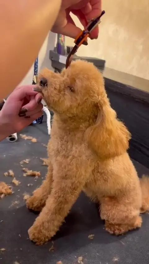 Tuns la foarfecă pentru un pudel caramel, cu blana modelată pe picioare