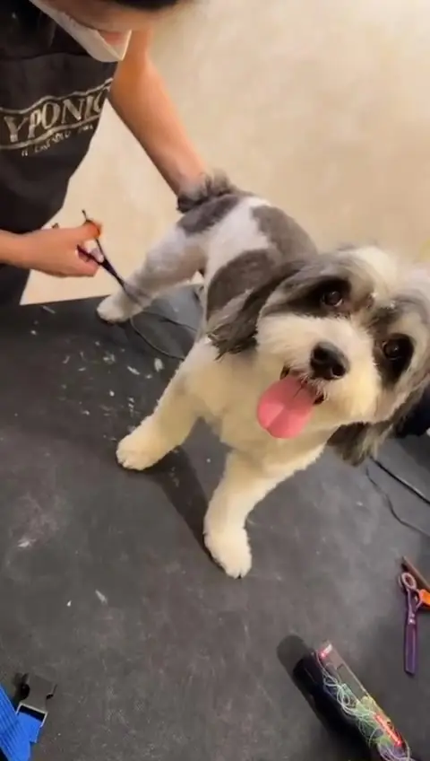 Tuns la foarfecă pentru un câine alb cu negru, salon grooming București